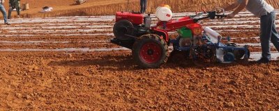 花生如何播种,可进行人工点播