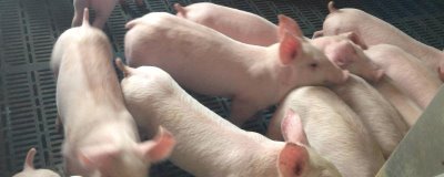 猪吃哪种饲料长得快,饲料应多样且营养全面