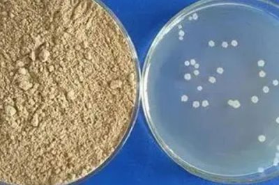 枯草芽孢杆菌对农作物有什么作用,有抗拮、杀菌溶菌的作用