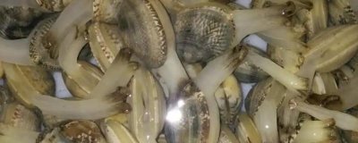 花甲简介,广泛分布于世界各大洋