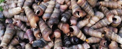 锥螺壳可以做什么,一般被当做药材使用