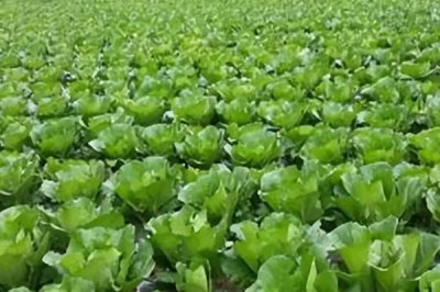 大白菜有哪些病害,常见的有霜霉病、软腐病、黑斑病等