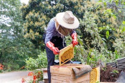 蜜蜂一年能取几次蜜,中蜂一般一年取1-2次