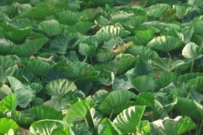 槟榔芋的种植技术，对于钾肥的需求量比较大