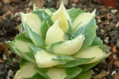 怎么养多肉雷神，冬季要停止施肥