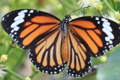 蝴蝶用什么器官辨别食物，蝴蝶的味觉器官却长在脚上