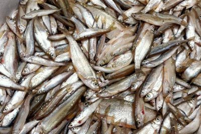 白条鱼的习性和特点，具有杂食性、群居性和广温性