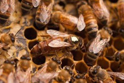 蜂群失王会怎样，失王情绪会马上出现