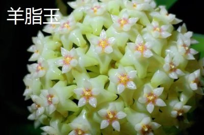 球兰哪个品种好看,品种众多各有特点