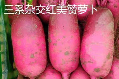 水果萝卜品种,吃起来口感更像是水果