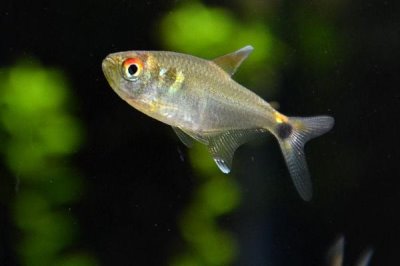 火兔灯鱼好不好养，性情温和饲养难度较低