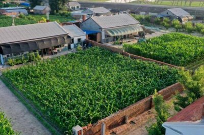农村发展哪些项目能够致富，自然肥加工、农产品加工皆可考虑
