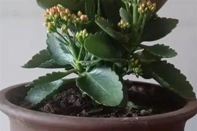 长寿花叶子发黄发软如何解决，温度过低时要转移到温暖处养护