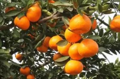 12月份上市的时令水果有哪些,这六种很常见