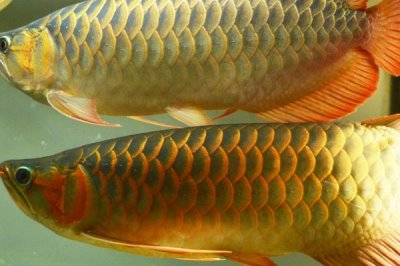 龙鱼发色技巧,以下3种方法可以尝试