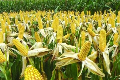 粒粒金701玉米种简介,3月中下旬至5月下旬播种