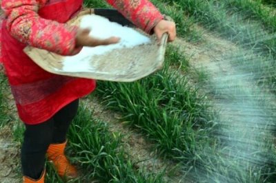 小麦追肥时期在什么时候,一般在拔节期