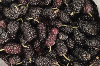 桑葚如何保存保鲜,干制后保存时间最长