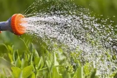 钙镁微肥的施用技巧,常见以下5种方式