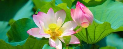 荷花有香味吗,香味一般较浅不易闻到