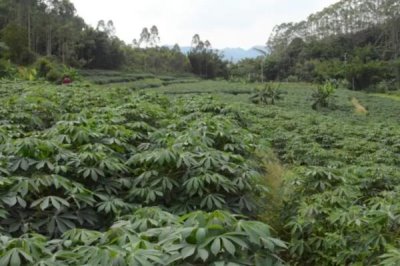 木薯施肥方法,块根膨大期应主施钾肥