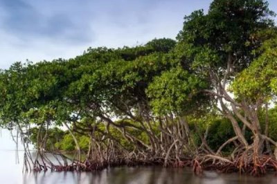 哪种生物群落有海上森林之称,是指红树林