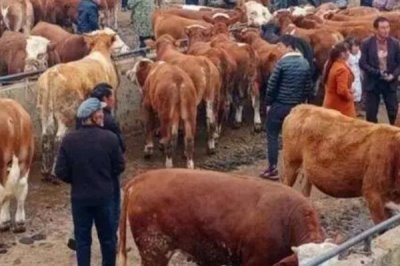 母牛下完犊多久能打口蹄疫苗,至少要3周以后才能打口蹄疫苗