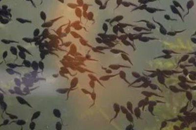 如何养殖青蛙,投放前需要对养殖场所消毒处理