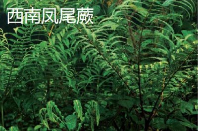 凤尾蕨的种类，种类繁多各具特色