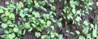 香菜春季播种适期，3-4月份播种较合适