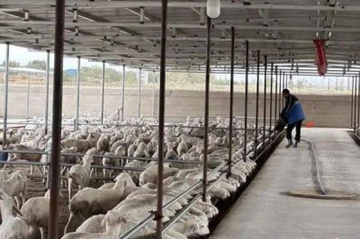 新手养羊要注意什么,分群饲养并做好免疫接种等工作