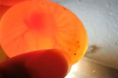 拿走鸽子蛋鸽子会不会生气，鸽子是会生气的