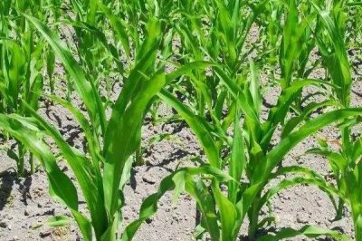 诚信184玉米品种简介,种植密度4500株/亩左右