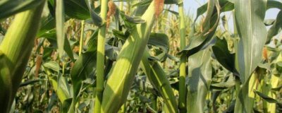 科华365玉米种子特点，注意防治茎腐病