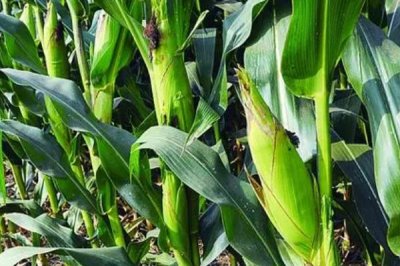 东单1607玉米品种介绍，株型半紧凑、春播生育期为127天