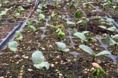 冬瓜种子如何挑选,一看包装二看外观