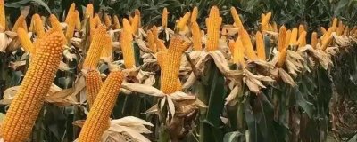 葫玉737玉米品种简介,中抗南方锈病