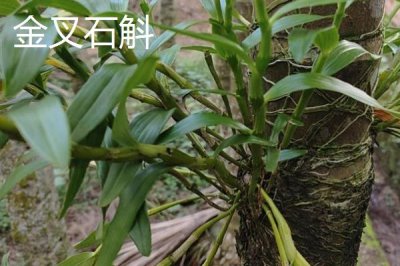 金钗石斛的价格,新鲜且精选货一斤售价150元