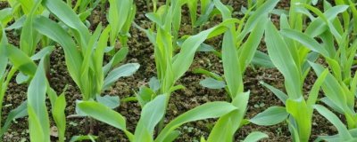 玉米的育苗方法,首先选择好的优质玉米种子