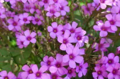 倒心形叶子植物有哪些，常见的有四叶草、心叶桉、心叶球兰等