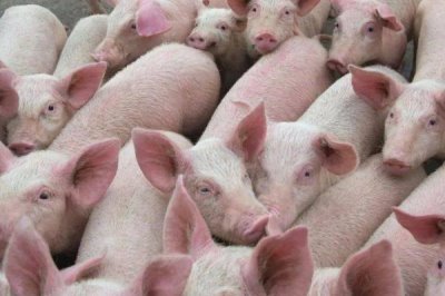 猪的寿命,家猪平均寿命为20年