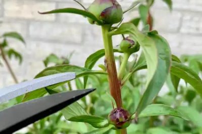 芍药种植第一年能不能开花，通常要在第二年才能开出花朵