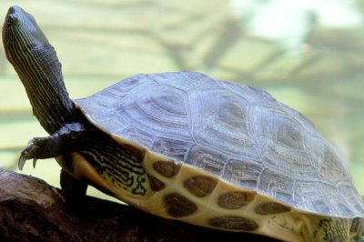花龟喜欢吃的食物有哪些,幼年期喜食鱼虾肉、红虫、面包虫等食物