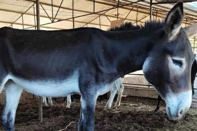 德州驴怎么育肥,一般育肥3-5个月