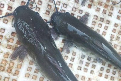 回鱼是什么鱼，一般是指长吻鮠