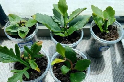 长寿花夏天可以扦插吗，长寿花在夏天可以扦插