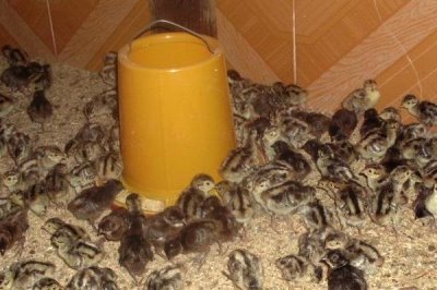 山鸡幼崽养殖方法,要控制好饲养密度