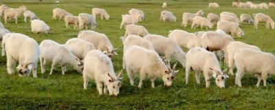 新手养羊要注意什么,分群饲养并做好免疫接种等工作