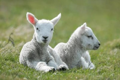 羊要多久出栏,品种、用途等均会影响其出栏时间