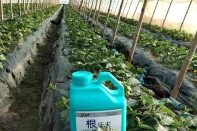 夏季薄皮甜瓜怎么施肥，应施入充足的基肥